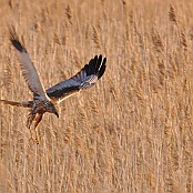 Eurasian Marsh Harrier  "Circus aeruginosus"